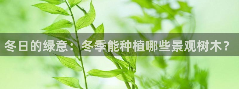 卧龙娱乐集团投注:冬日的绿意:冬季能种植哪些景观树木?